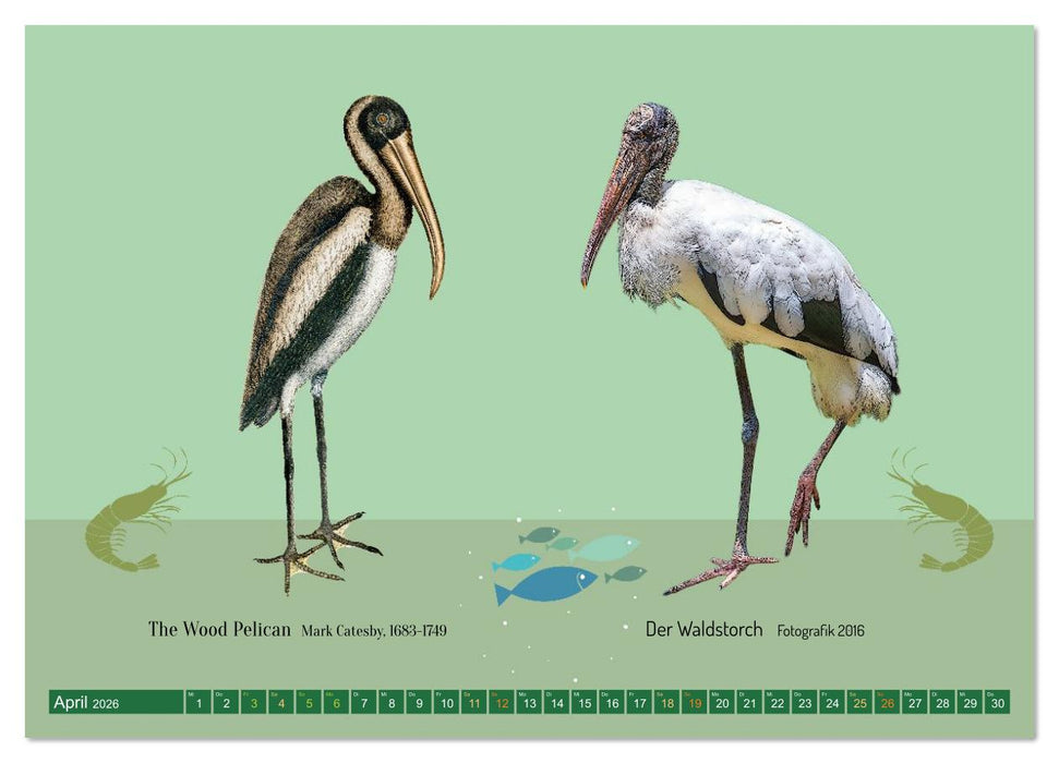Vom Reiger zum Reiher (CALVENDO Wandkalender 2026)