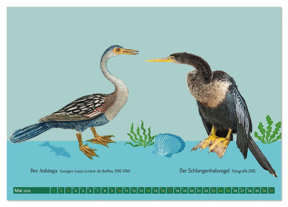 Vom Reiger zum Reiher (CALVENDO Wandkalender 2026)