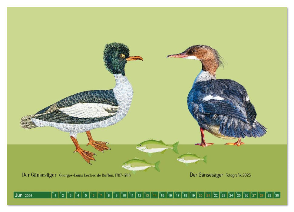 Vom Reiger zum Reiher (CALVENDO Wandkalender 2026)