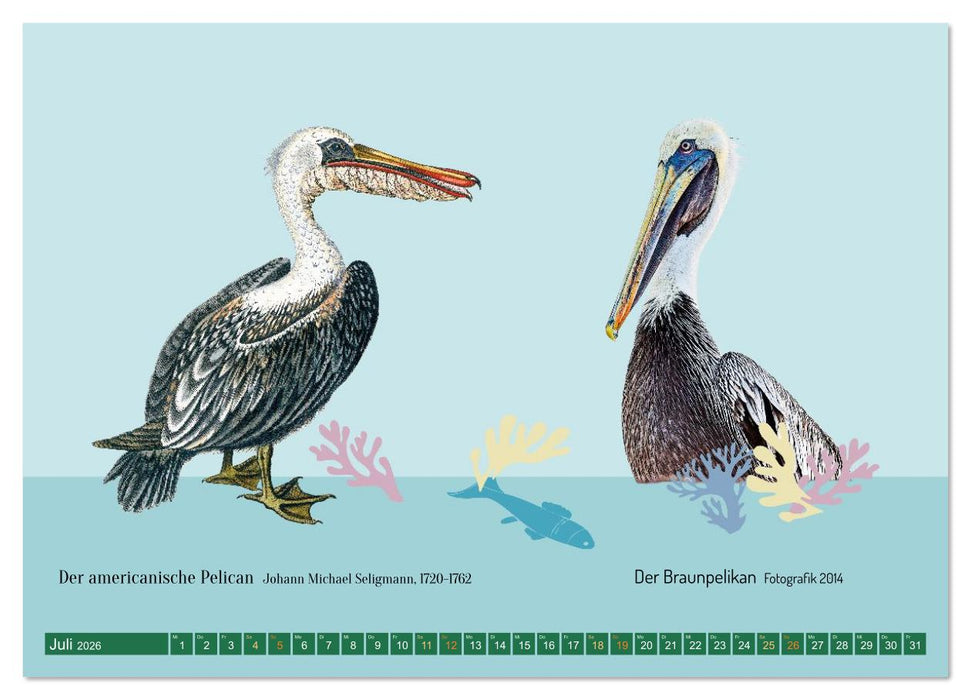 Vom Reiger zum Reiher (CALVENDO Premium Wandkalender 2026)