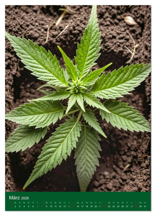 Grow your Year - Der Cannabis Kalender für Fans und Grower (CALVENDO Premium Wandkalender 2026)