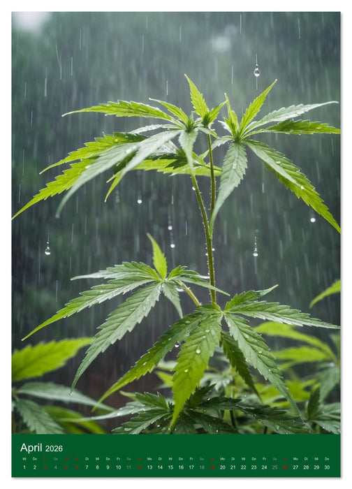 Grow your Year - Der Cannabis Kalender für Fans und Grower (CALVENDO Premium Wandkalender 2026)