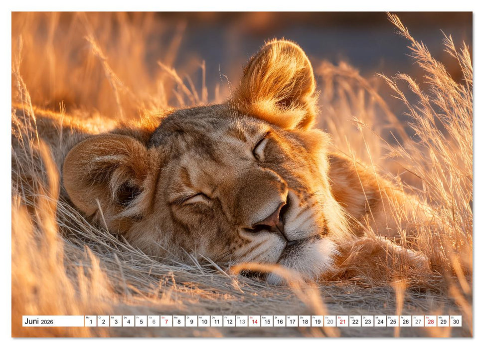 GUTE NACHT - Schlafende Tiere, traumhaft schön (CALVENDO Wandkalender 2026)