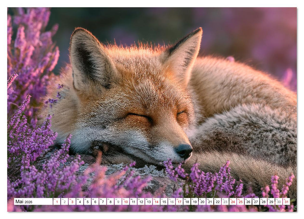 GUTE NACHT - Schlafende Tiere, traumhaft schön (CALVENDO Premium Wandkalender 2026)