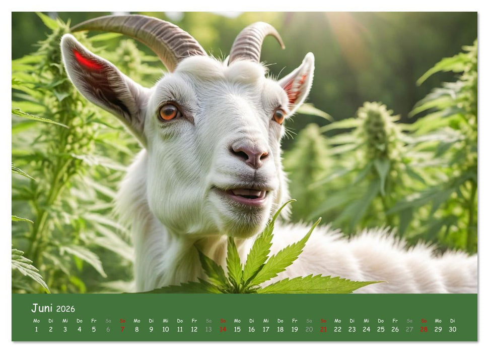 Tiere auf Gras - Der verrückte Cannabis-Kalender voller bekiffter Tiere (CALVENDO Premium Wandkalender 2026)