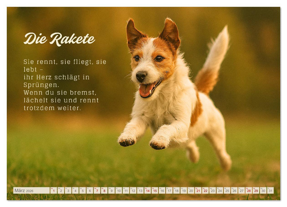 Hunde mit Charakter (CALVENDO Wandkalender 2026)