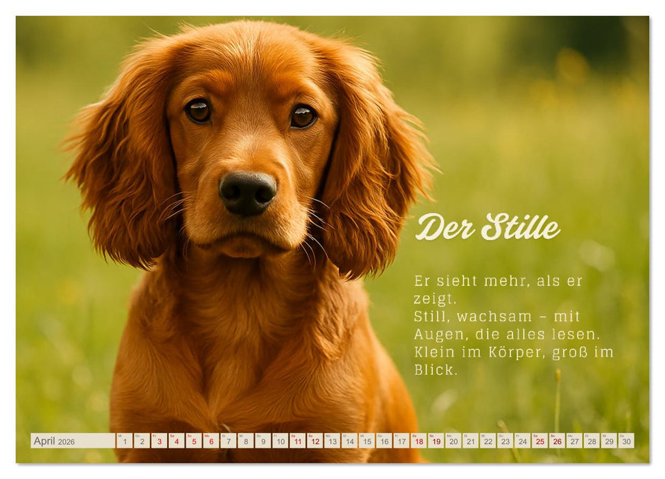 Hunde mit Charakter (CALVENDO Wandkalender 2026)