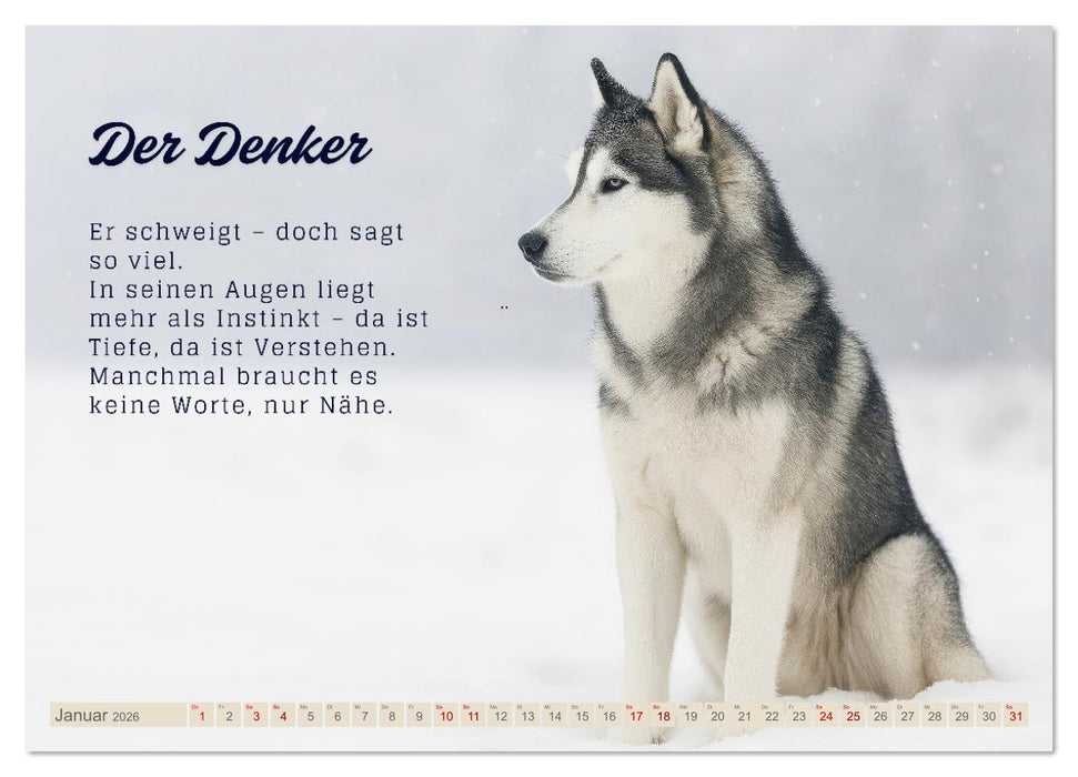 Hunde mit Charakter (CALVENDO Premium Wandkalender 2026)