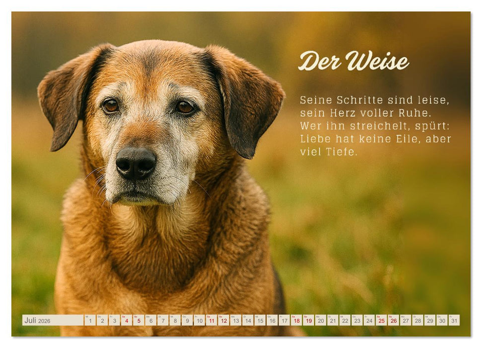 Hunde mit Charakter (CALVENDO Premium Wandkalender 2026)