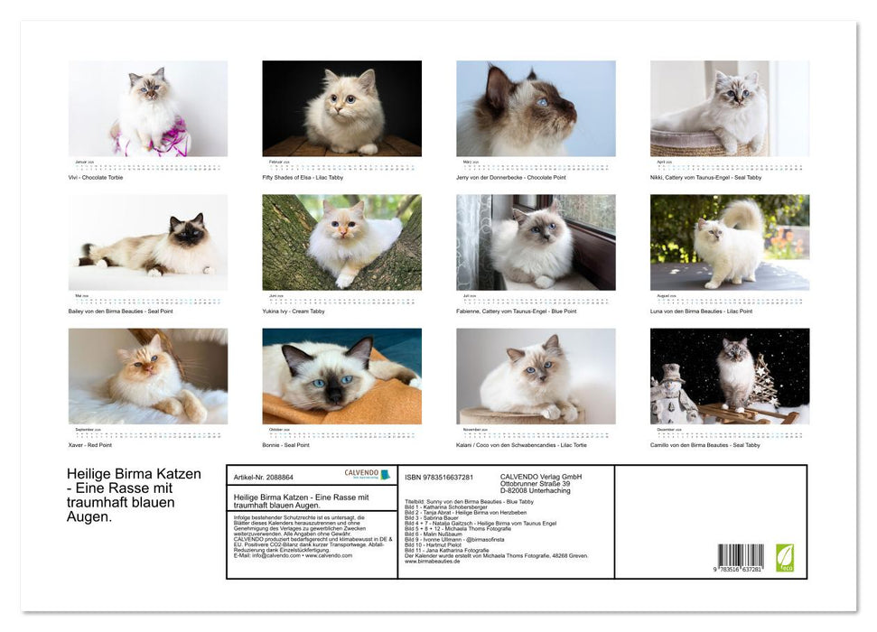 Heilige Birma Katzen - Eine Rasse mit traumhaft blauen Augen. (CALVENDO Wandkalender 2026)