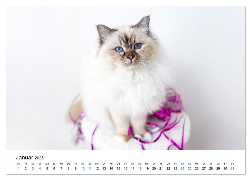 Heilige Birma Katzen - Eine Rasse mit traumhaft blauen Augen. (CALVENDO Wandkalender 2026)