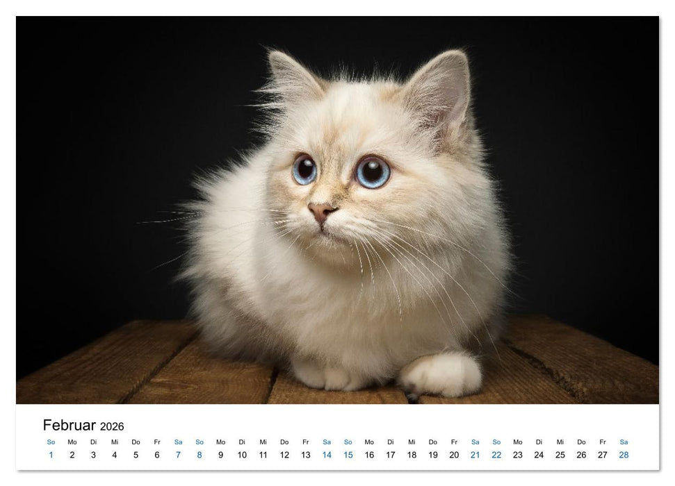 Heilige Birma Katzen - Eine Rasse mit traumhaft blauen Augen. (CALVENDO Wandkalender 2026)