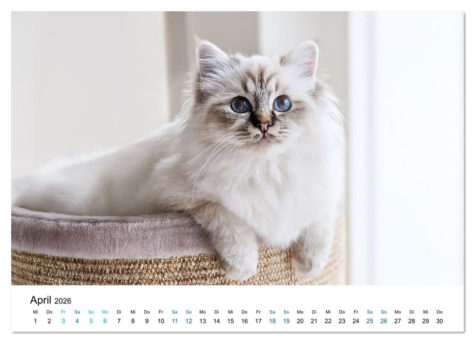Heilige Birma Katzen - Eine Rasse mit traumhaft blauen Augen. (CALVENDO Wandkalender 2026)