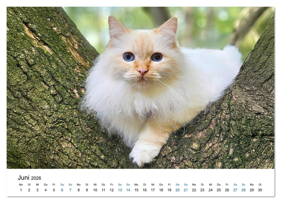 Heilige Birma Katzen - Eine Rasse mit traumhaft blauen Augen. (CALVENDO Wandkalender 2026)