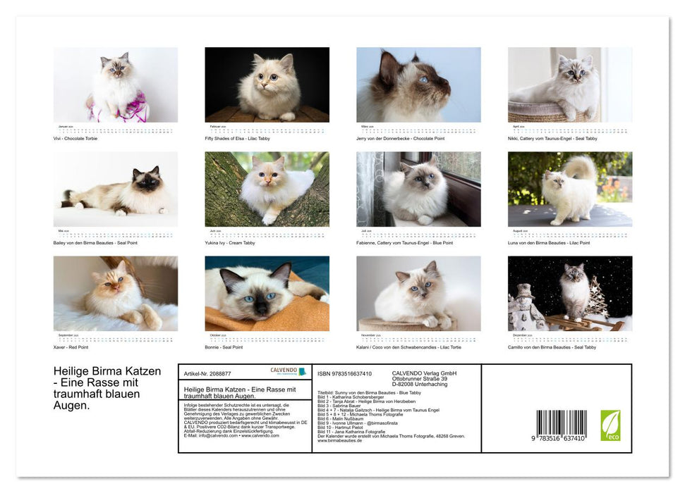Heilige Birma Katzen - Eine Rasse mit traumhaft blauen Augen. (CALVENDO Premium Wandkalender 2026)