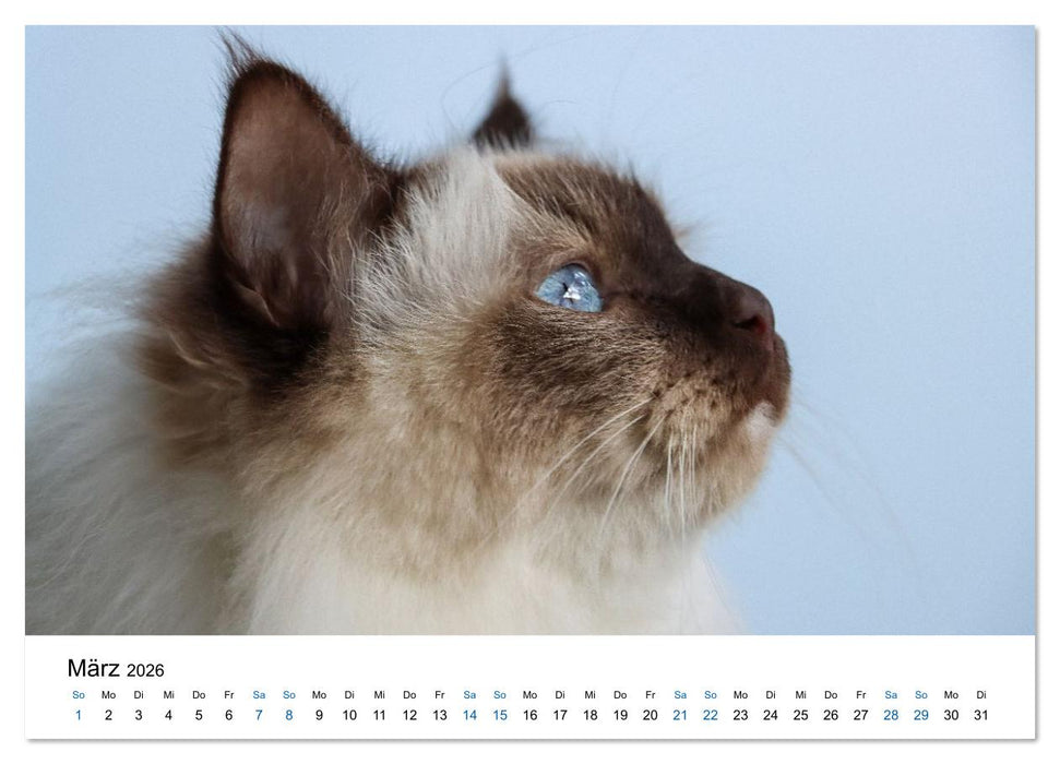 Heilige Birma Katzen - Eine Rasse mit traumhaft blauen Augen. (CALVENDO Premium Wandkalender 2026)