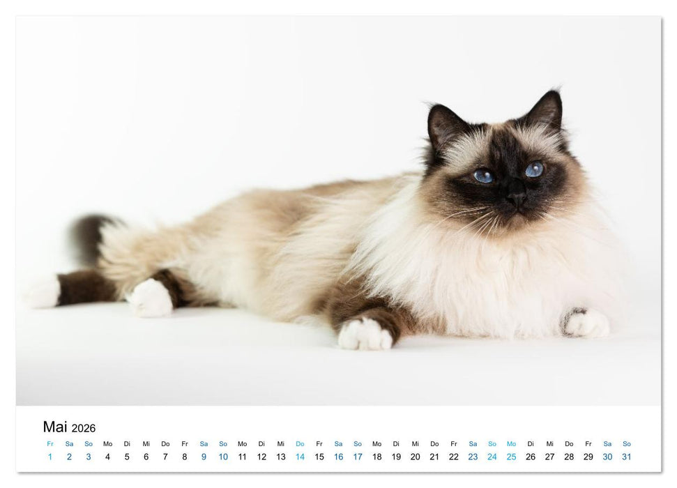 Heilige Birma Katzen - Eine Rasse mit traumhaft blauen Augen. (CALVENDO Premium Wandkalender 2026)