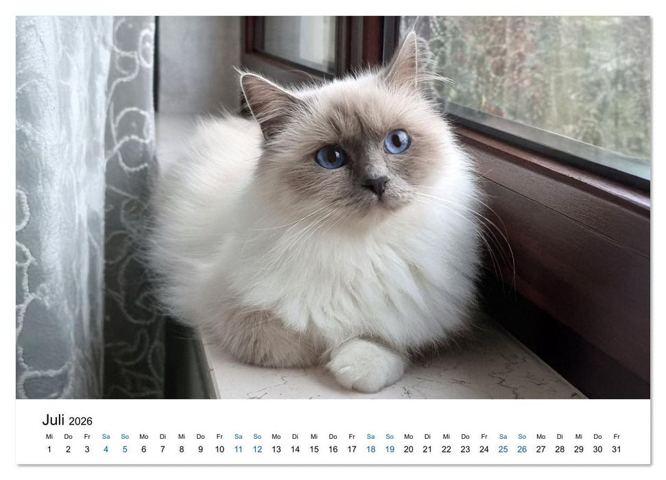 Heilige Birma Katzen - Eine Rasse mit traumhaft blauen Augen. (CALVENDO Premium Wandkalender 2026)