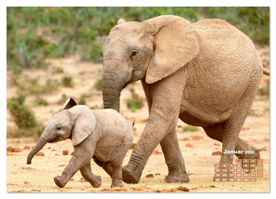 Elefanten Kinder: Winzlinge im Land der Riesen (CALVENDO Wandkalender 2026)