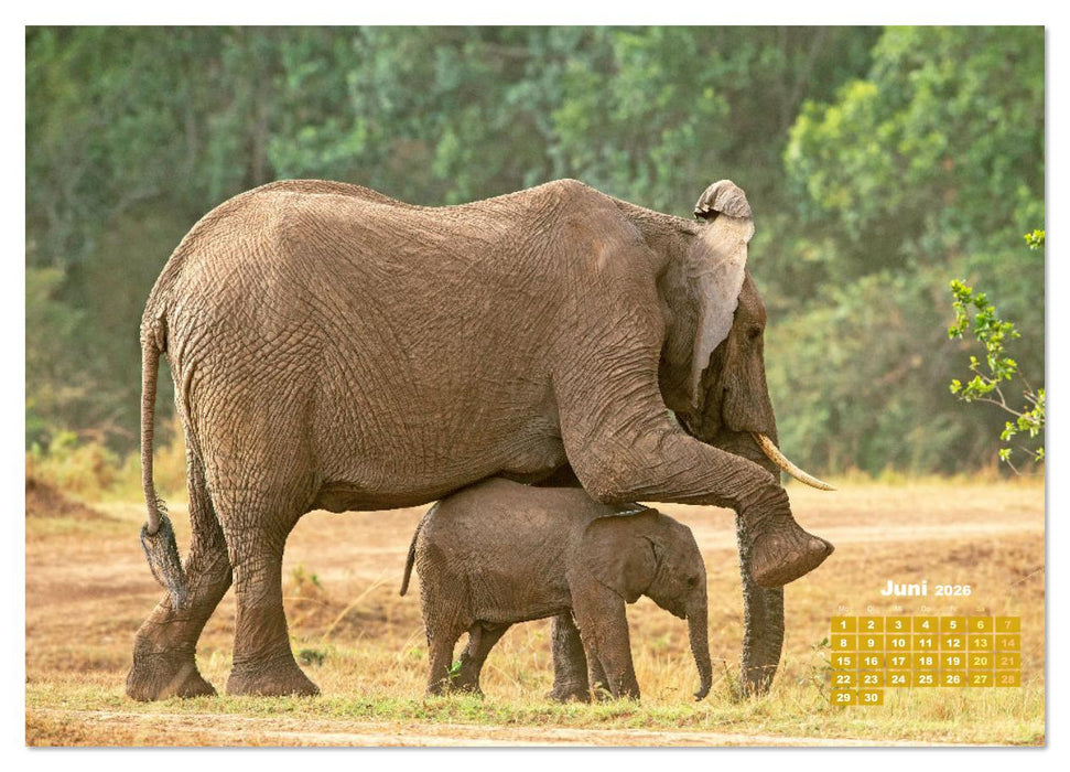Elefanten Kinder: Winzlinge im Land der Riesen (CALVENDO Wandkalender 2026)
