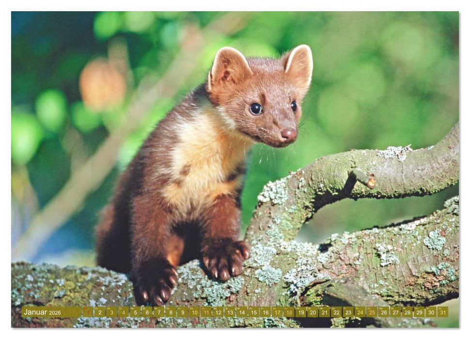 Wald-Kindergarten: Tierkinder im Wald (CALVENDO Wandkalender 2026)