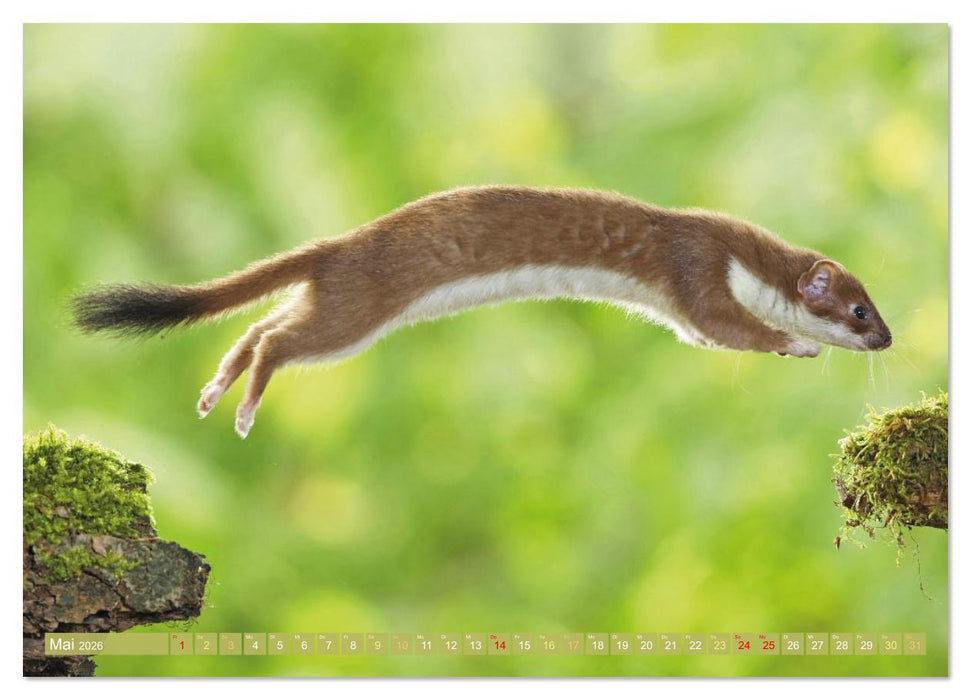 Wald-Kindergarten: Tierkinder im Wald (CALVENDO Wandkalender 2026)