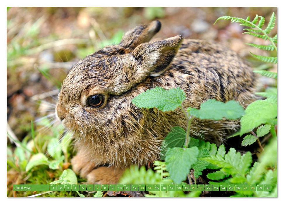 Wald-Kindergarten: Tierkinder im Wald (CALVENDO Wandkalender 2026)