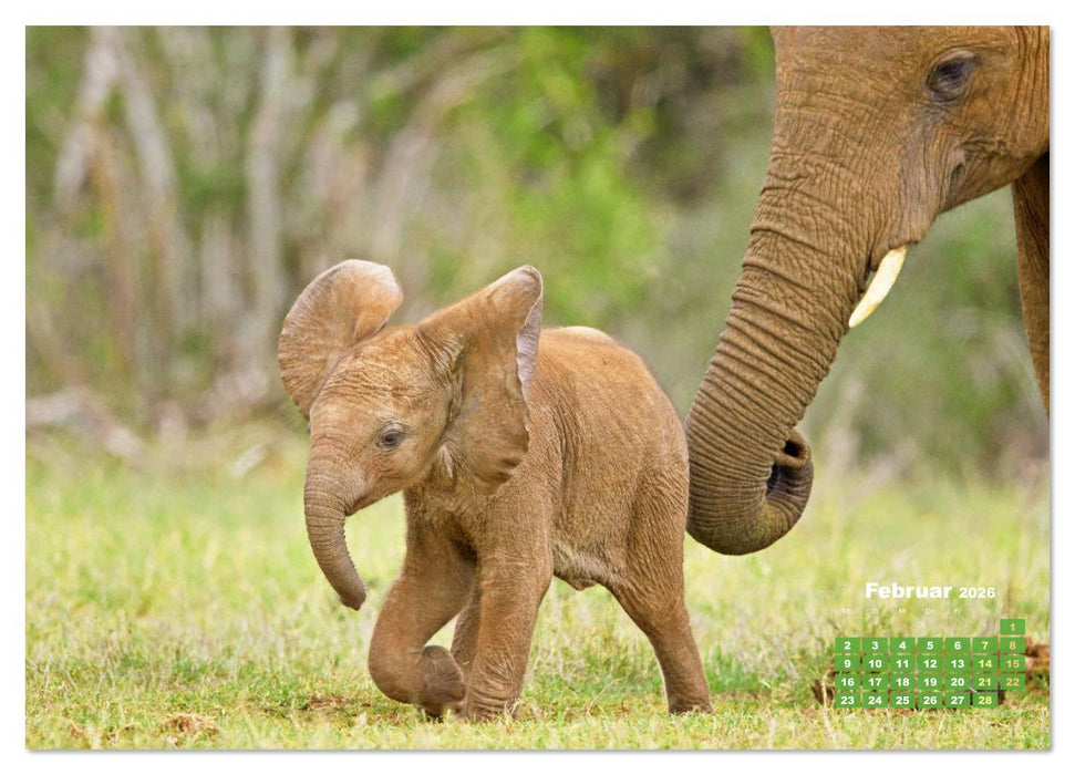 Elefanten Kinder: Winzlinge im Land der Riesen (CALVENDO Premium Wandkalender 2026)