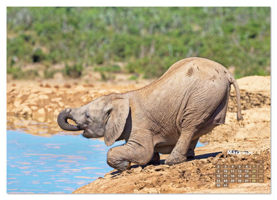 Elefanten Kinder: Winzlinge im Land der Riesen (CALVENDO Premium Wandkalender 2026)