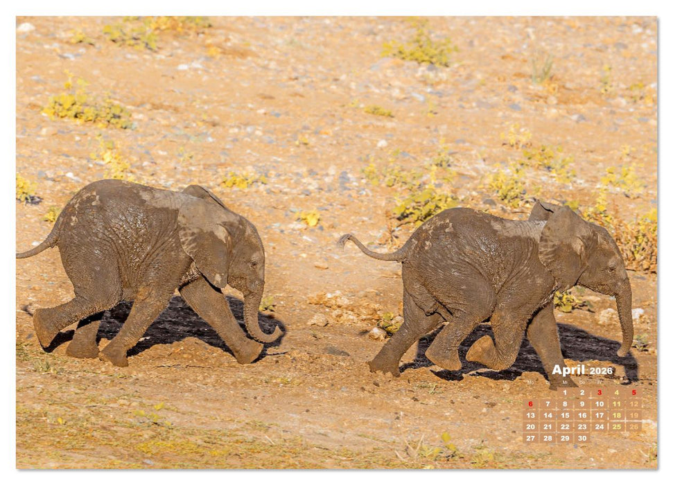 Elefanten Kinder: Winzlinge im Land der Riesen (CALVENDO Premium Wandkalender 2026)