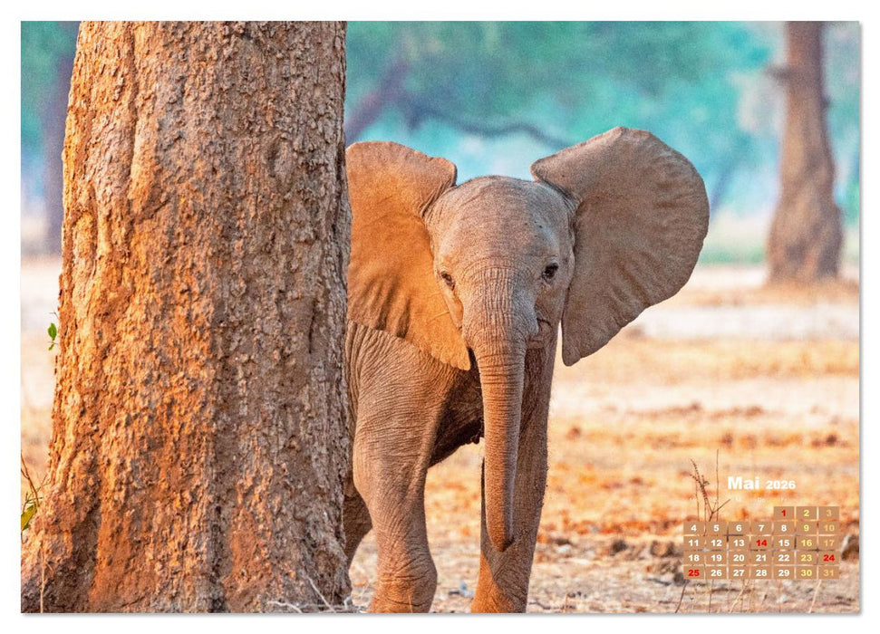 Elefanten Kinder: Winzlinge im Land der Riesen (CALVENDO Premium Wandkalender 2026)