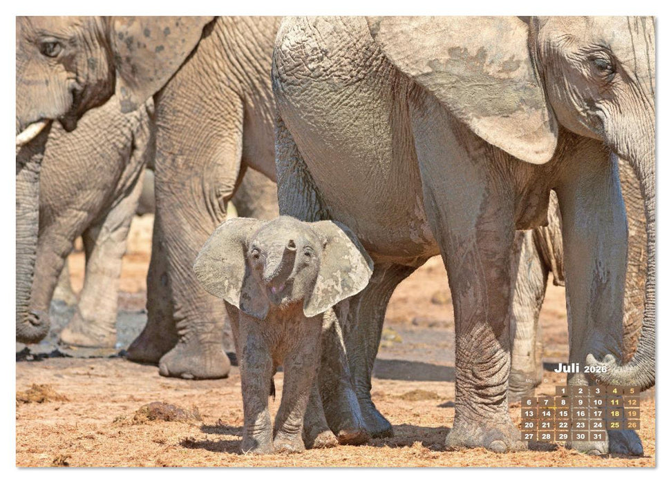 Elefanten Kinder: Winzlinge im Land der Riesen (CALVENDO Premium Wandkalender 2026)