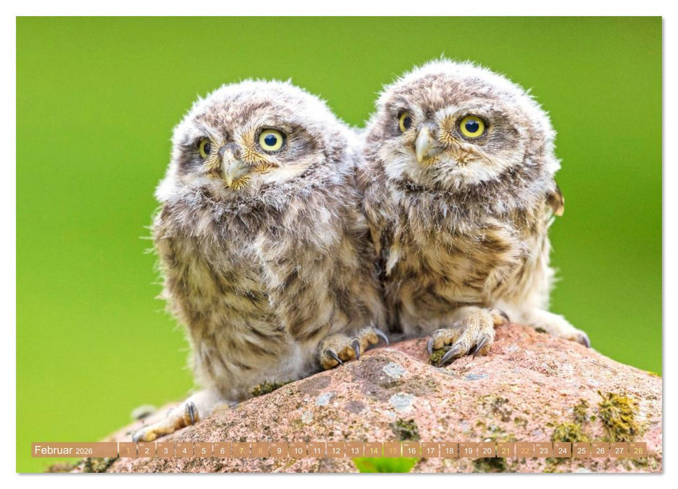 Wald-Kindergarten: Tierkinder im Wald (CALVENDO Premium Wandkalender 2026)