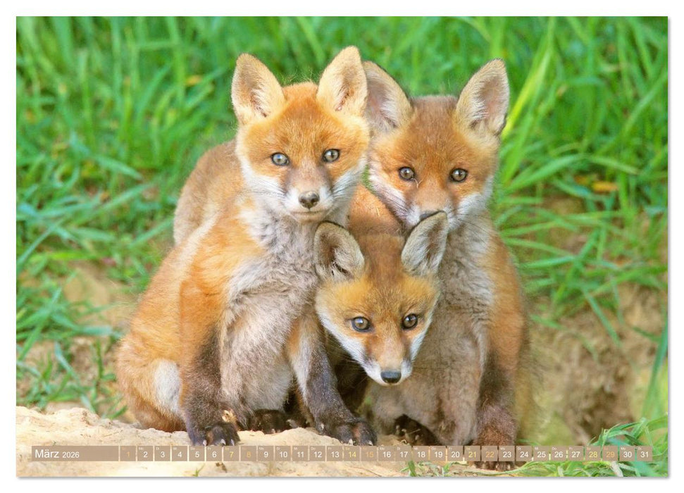 Wald-Kindergarten: Tierkinder im Wald (CALVENDO Premium Wandkalender 2026)