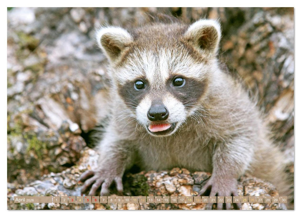 Wald-Kindergarten: Tierkinder im Wald (CALVENDO Premium Wandkalender 2026)