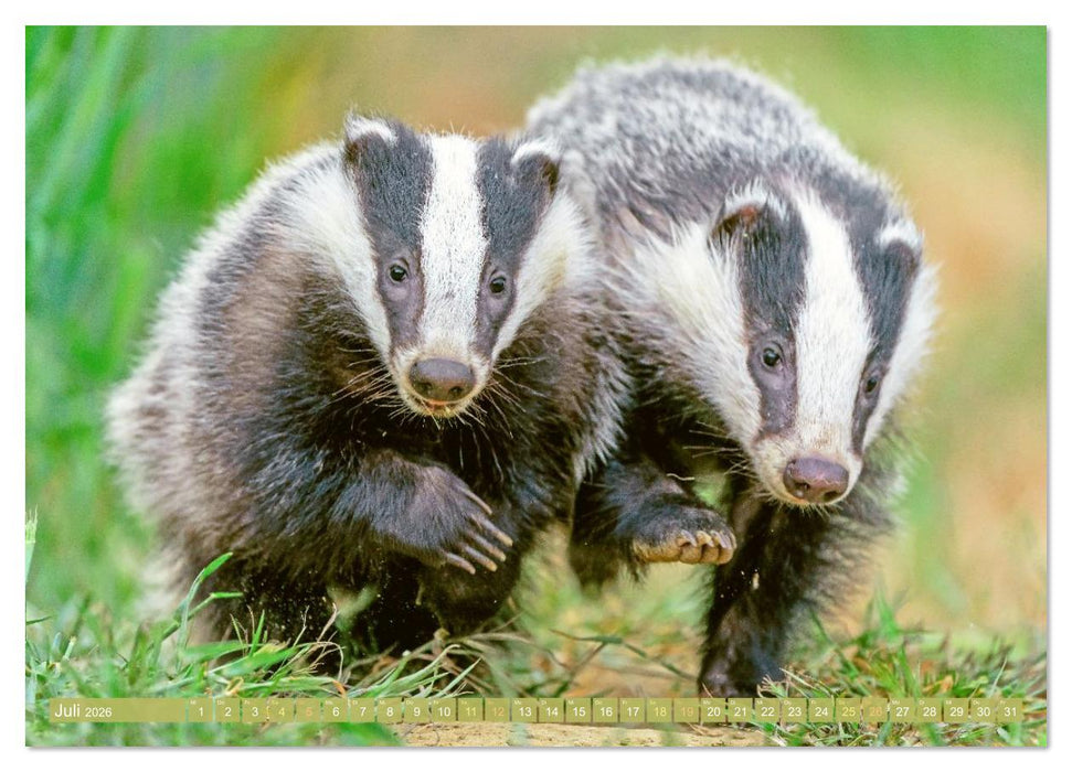 Wald-Kindergarten: Tierkinder im Wald (CALVENDO Premium Wandkalender 2026)
