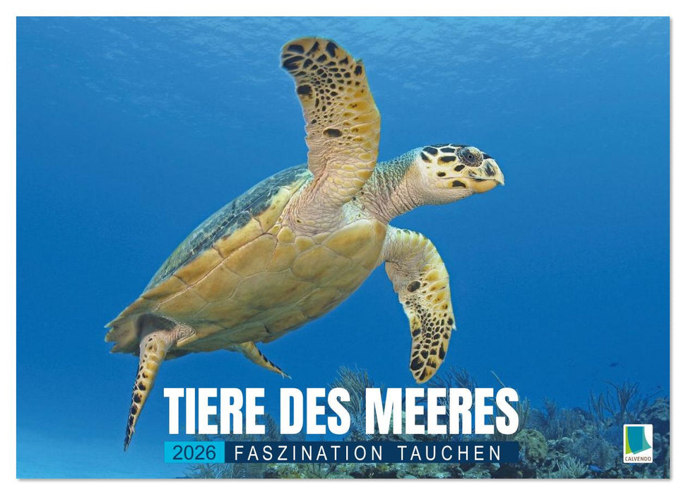 Tiere des Meeres: Faszination Tauchen (CALVENDO Wandkalender 2026)