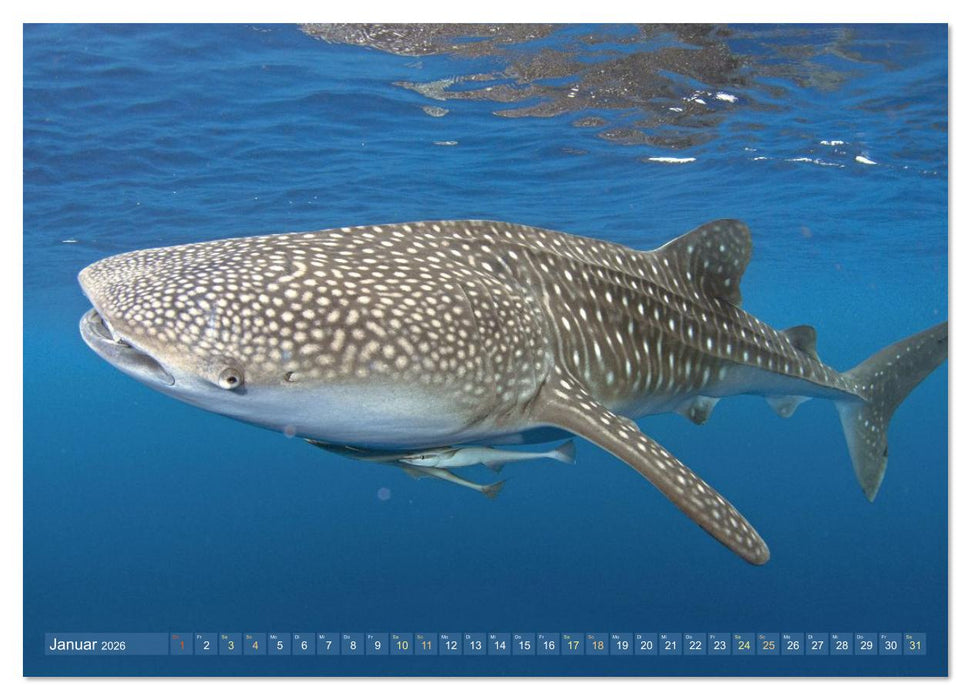 Tiere des Meeres: Faszination Tauchen (CALVENDO Wandkalender 2026)