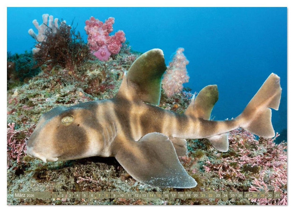 Tiere des Meeres: Faszination Tauchen (CALVENDO Wandkalender 2026)