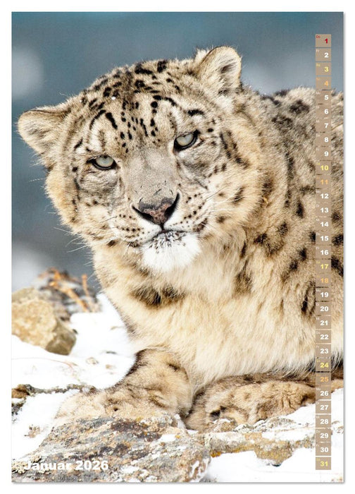 Raubkatzen: Die Jäger auf leisen Pfoten (CALVENDO Wandkalender 2026)