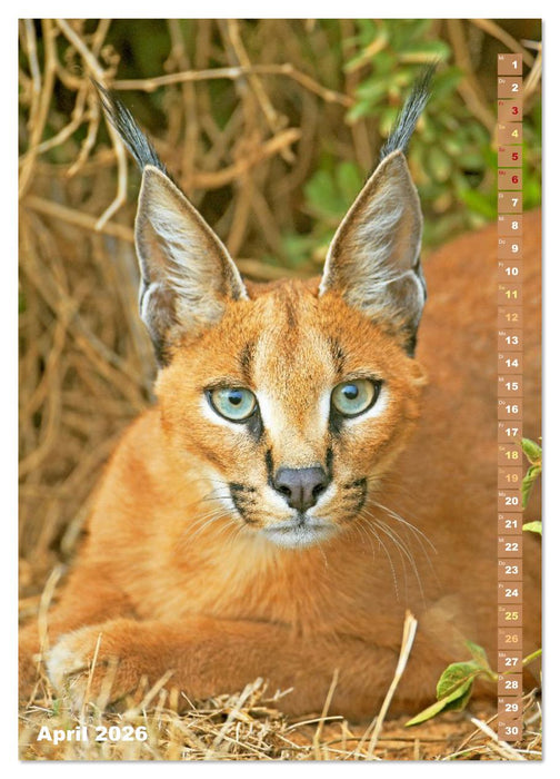 Raubkatzen: Die Jäger auf leisen Pfoten (CALVENDO Wandkalender 2026)