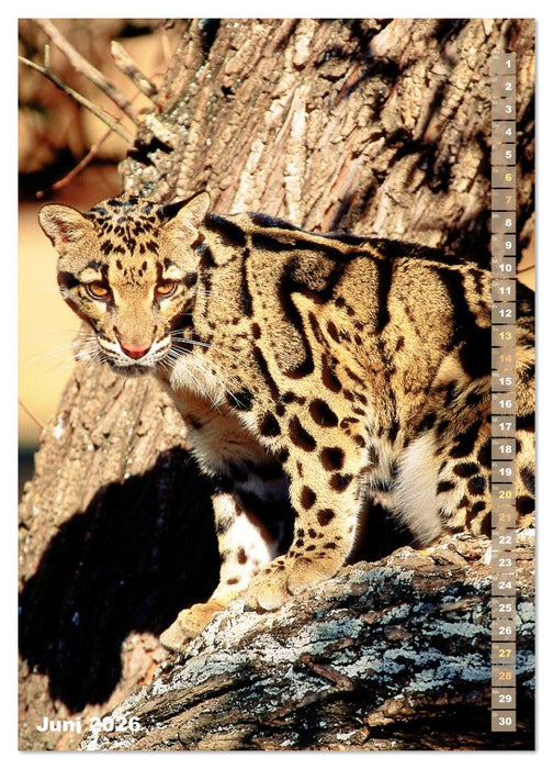 Raubkatzen: Die Jäger auf leisen Pfoten (CALVENDO Wandkalender 2026)