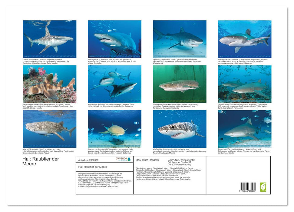 Hai: Raubtier der Meere (CALVENDO Wandkalender 2026)