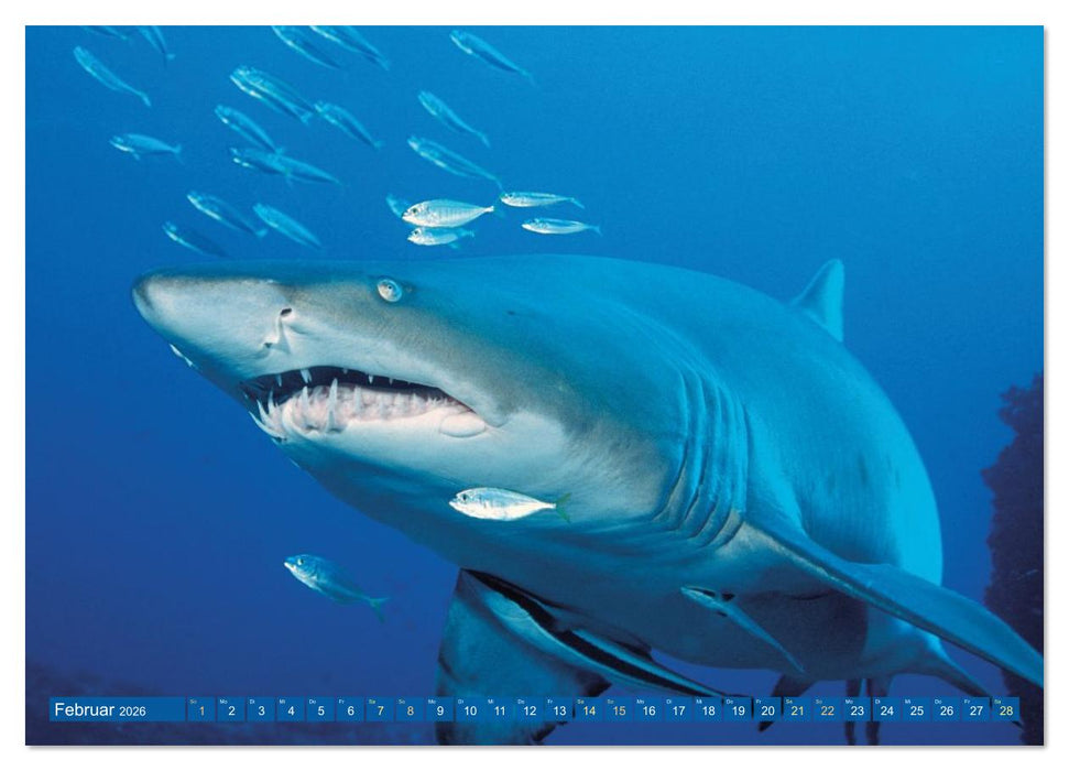 Hai: Raubtier der Meere (CALVENDO Wandkalender 2026)