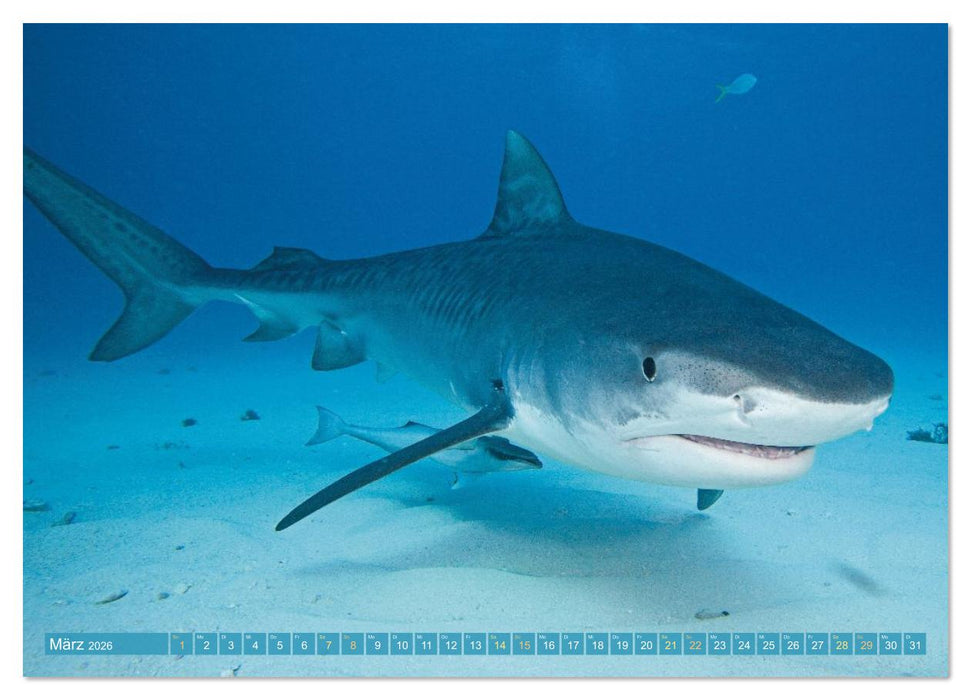 Hai: Raubtier der Meere (CALVENDO Wandkalender 2026)