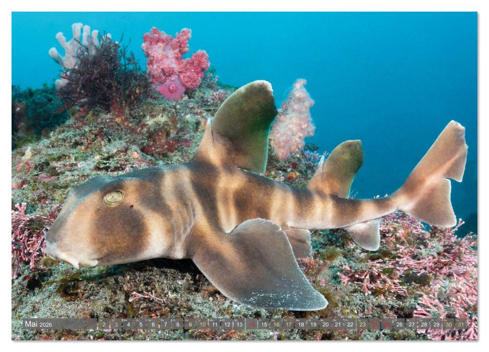 Hai: Raubtier der Meere (CALVENDO Wandkalender 2026)