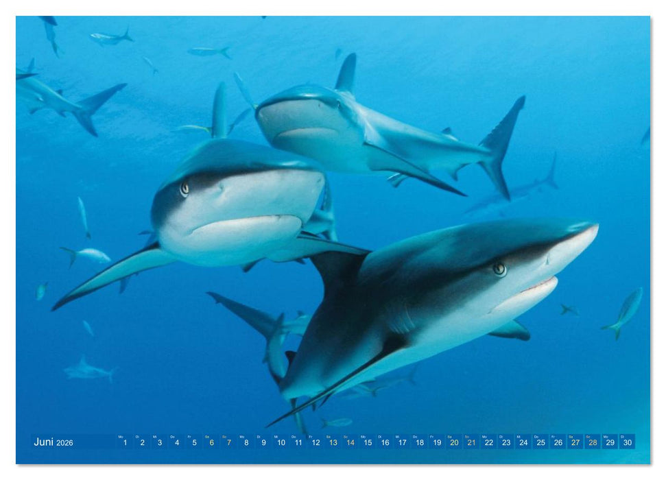 Hai: Raubtier der Meere (CALVENDO Wandkalender 2026)