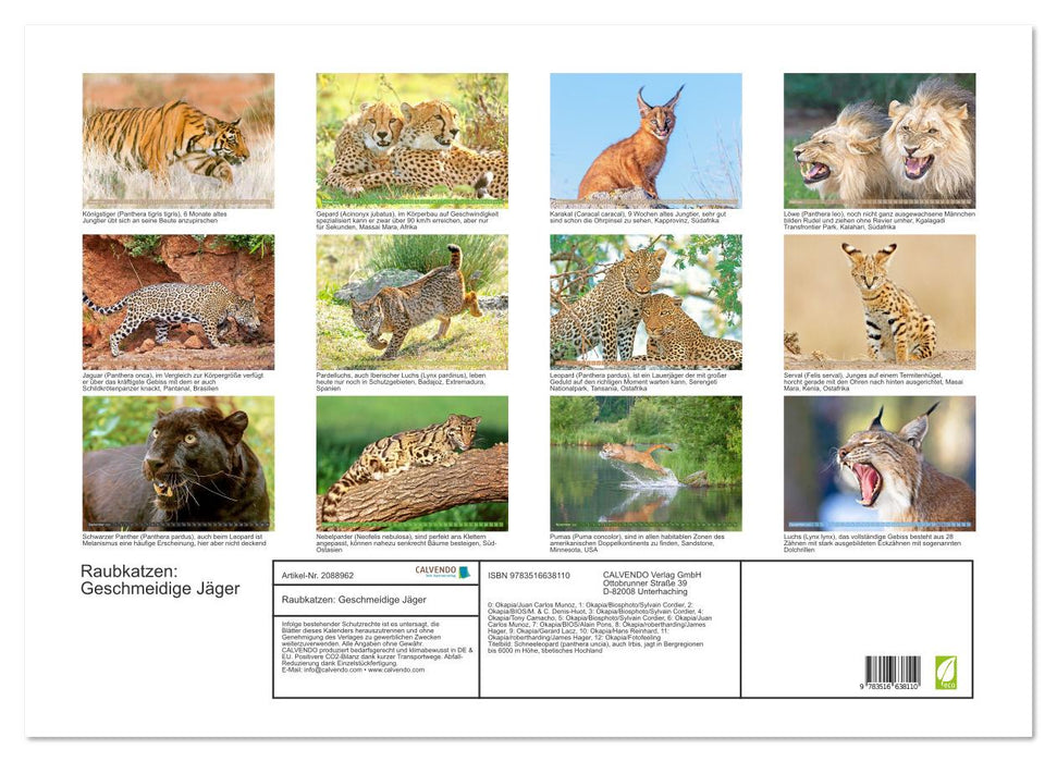 Raubkatzen: Geschmeidige Jäger (CALVENDO Wandkalender 2026)