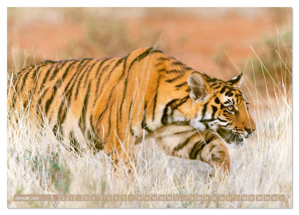 Raubkatzen: Geschmeidige Jäger (CALVENDO Wandkalender 2026)