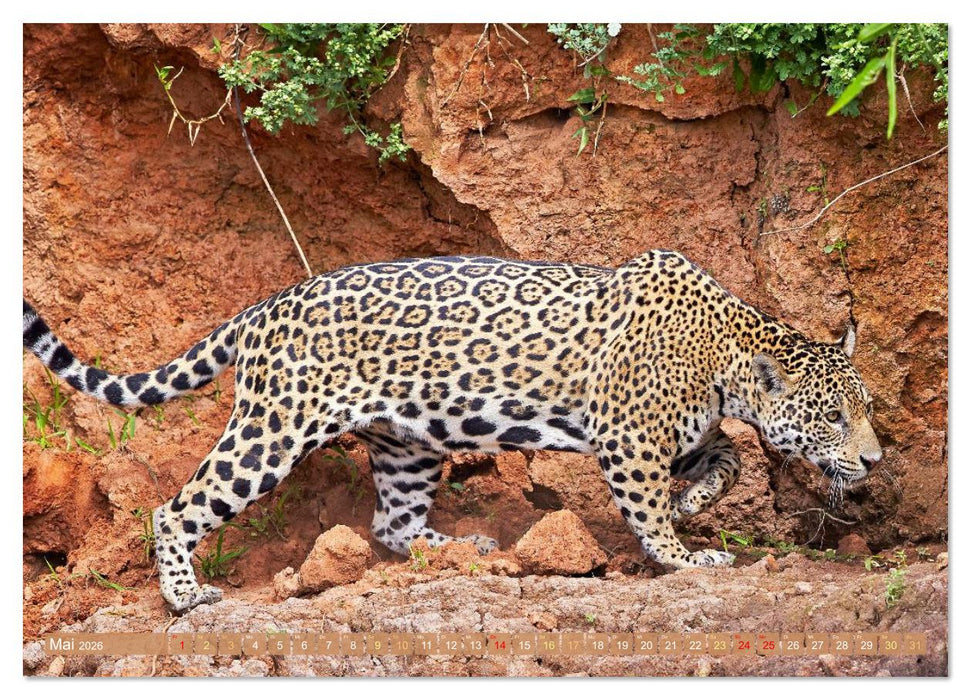 Raubkatzen: Geschmeidige Jäger (CALVENDO Wandkalender 2026)